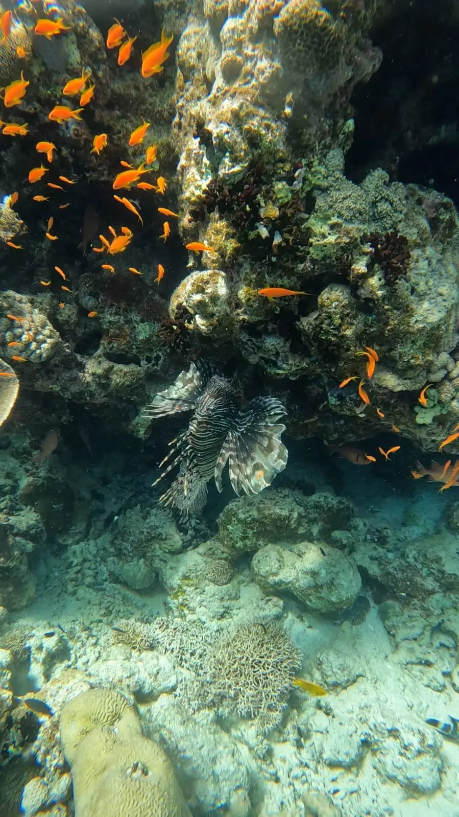Red Sea Dive Excursion